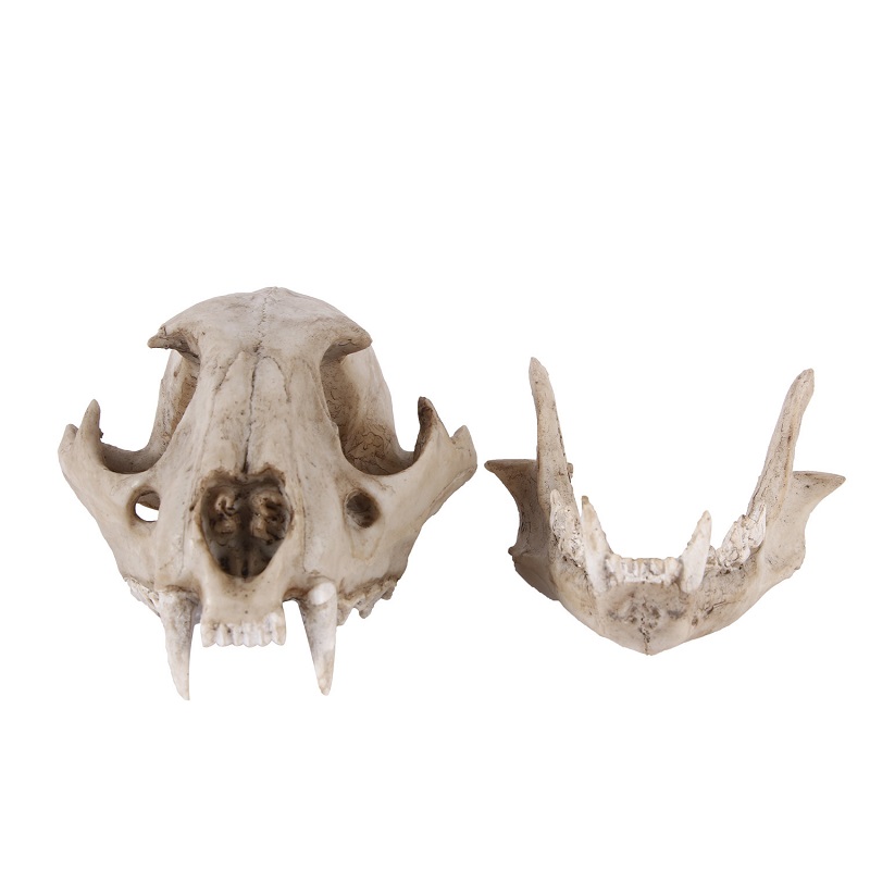 Leopar kafatası modeli reçine  - Art And Craft Zoo Animals incelemesi ve fiyatı